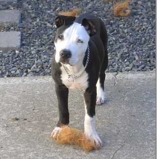 14 week old sales pitbull