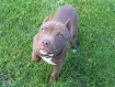 Dixie Belle from Kentucky Pit Bull Kennels