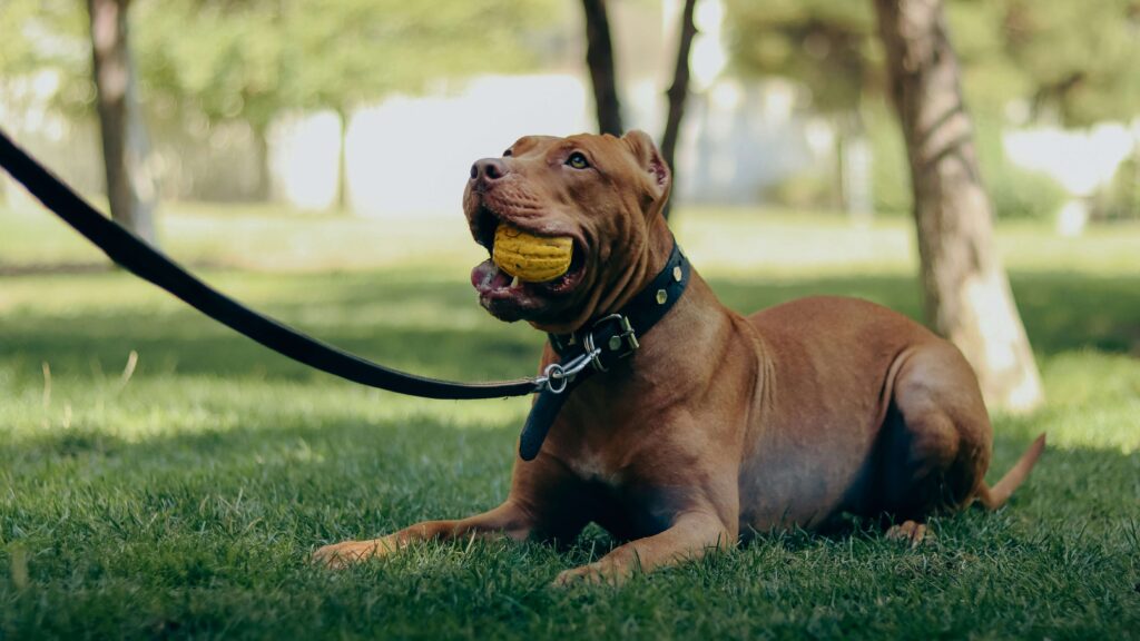 history of pitbull