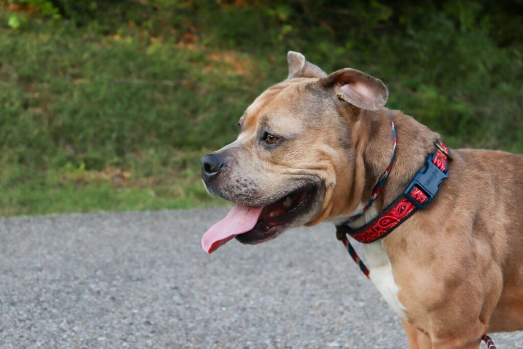 history of American pitbull