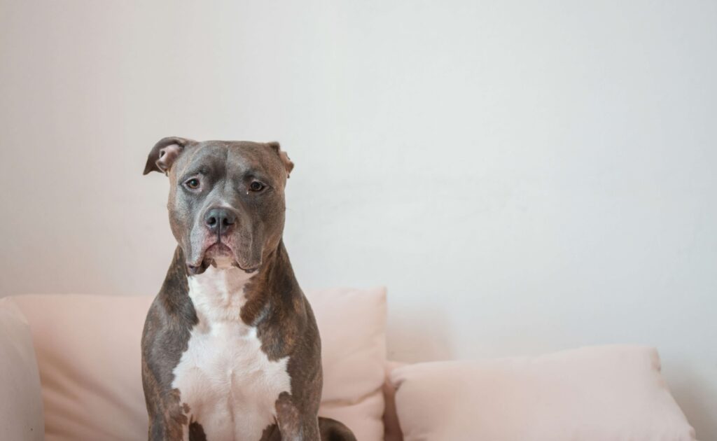 llmas or pitbull