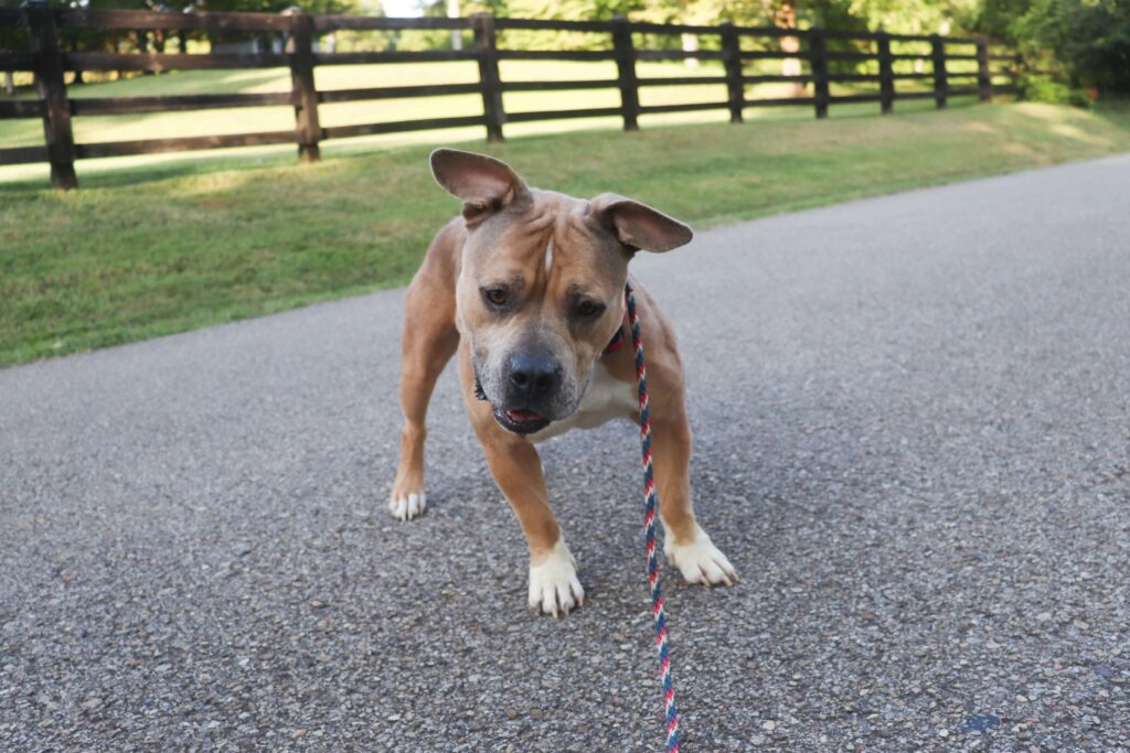 the truth about pitbulls